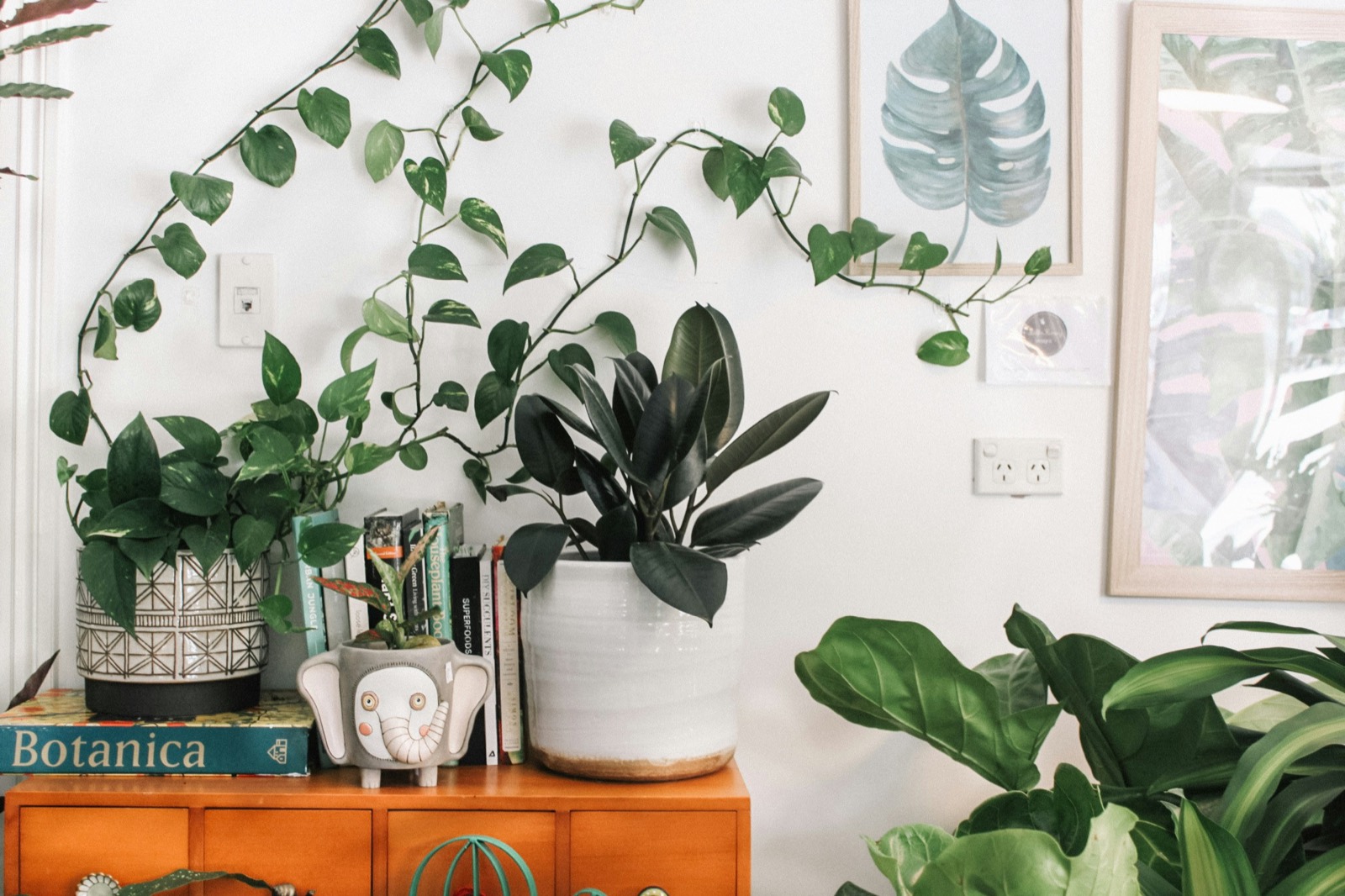 Plants thriving by a bright window