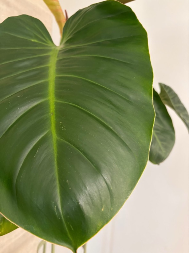 Right spot: large glossy Congo Rojo leaf, clean and undamaged after moving to the correct window
