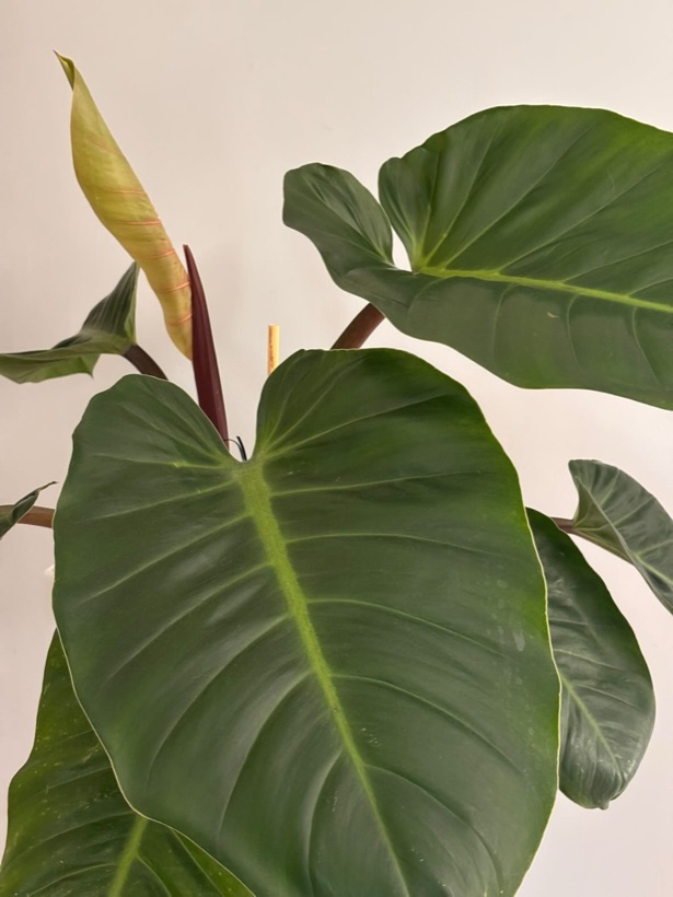 Multiple healthy leaves with two new growth spears emerging