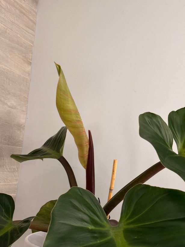 Fresh cataphyll unfurling on the Congo Rojo after moving it to the right window