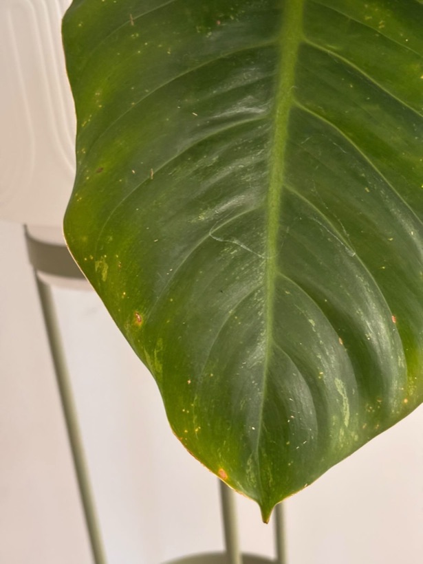 Old spot: Congo Rojo leaf with pest damage and spots from being in the wrong window